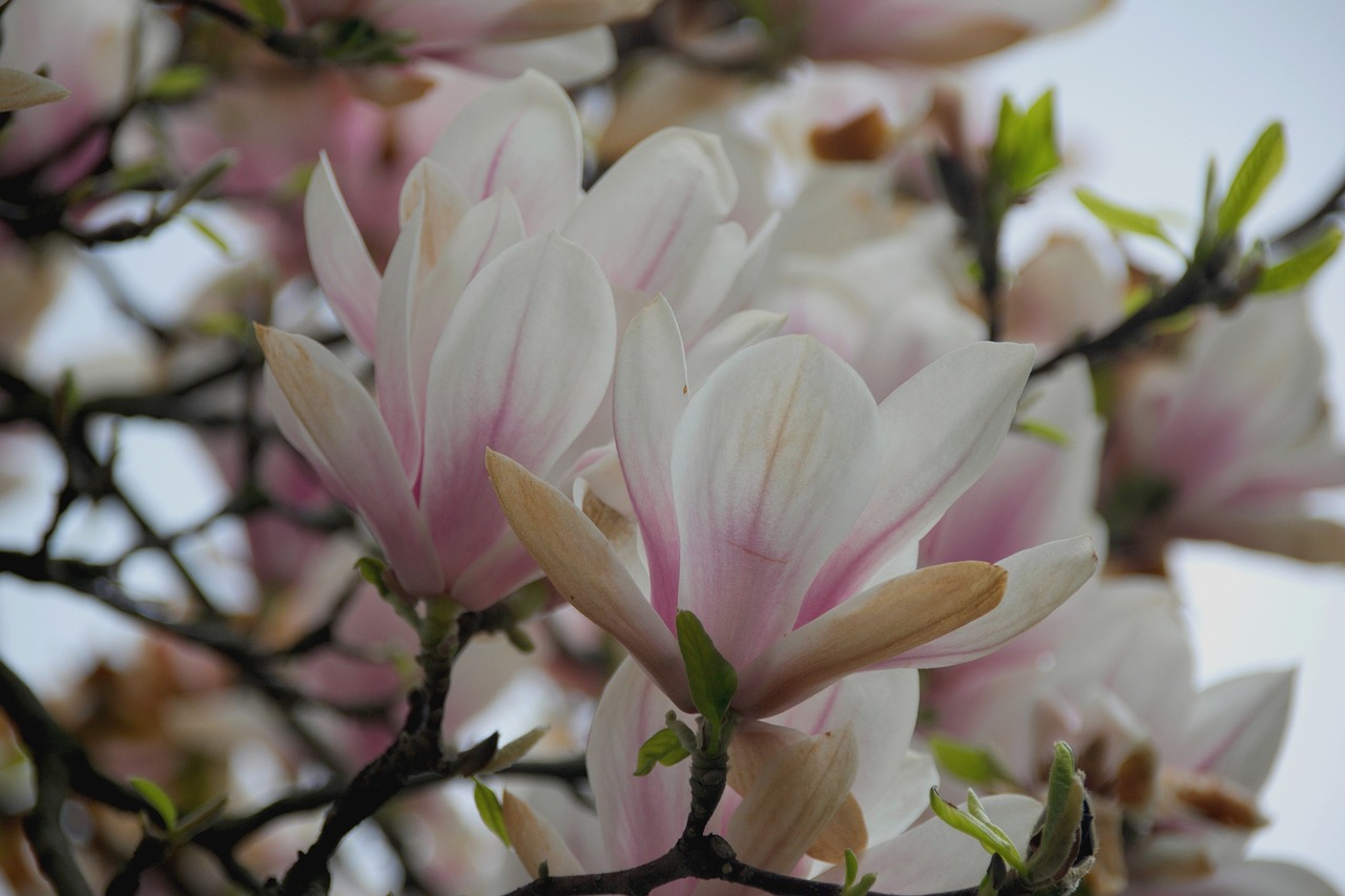 magnolia flower magnolias free photo