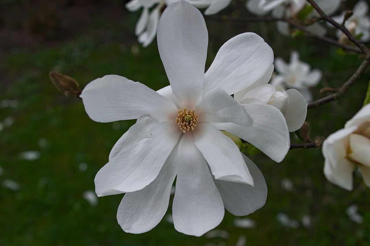 magnolia flower magnolias free photo