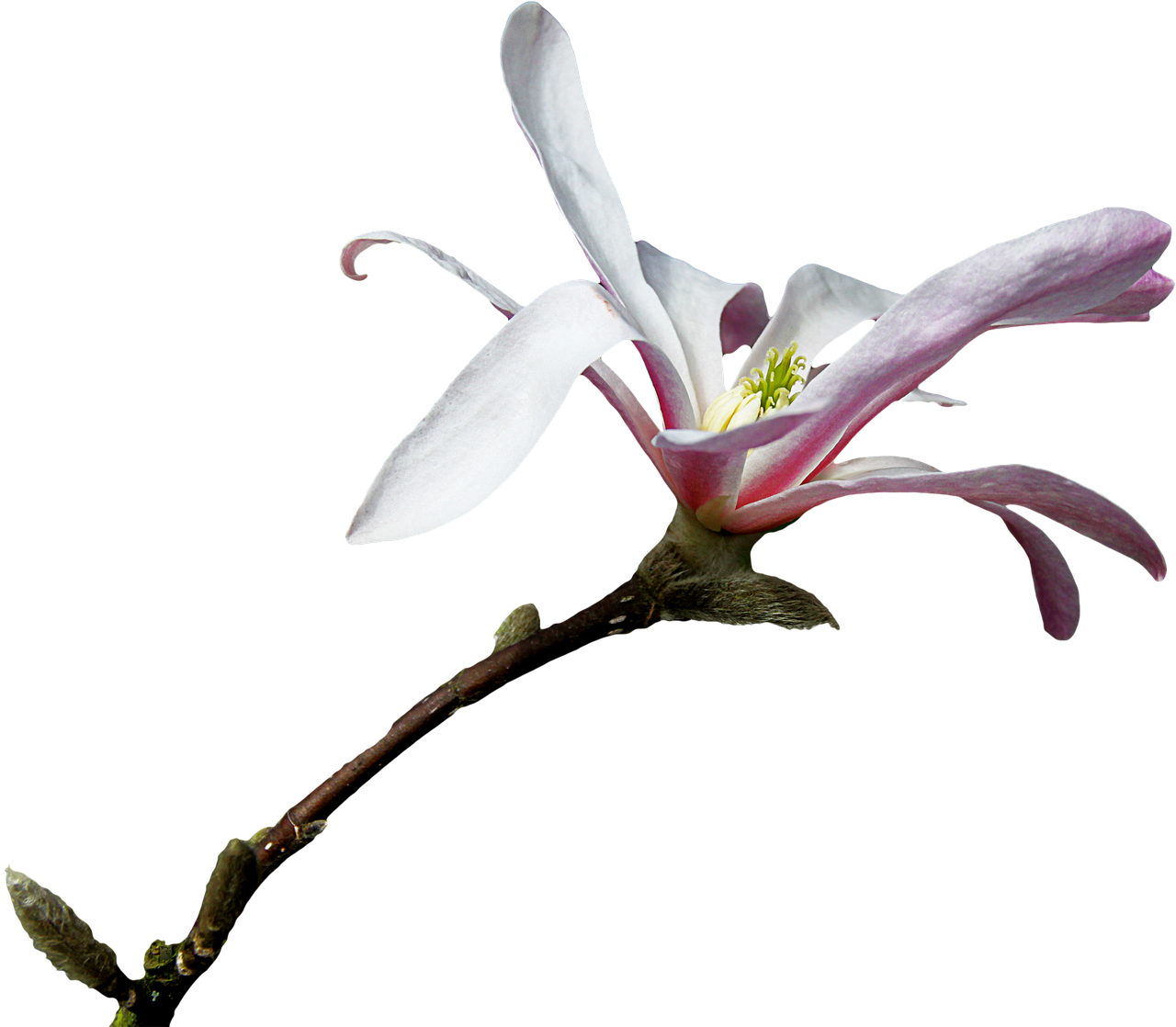 magnolia branch png free photo