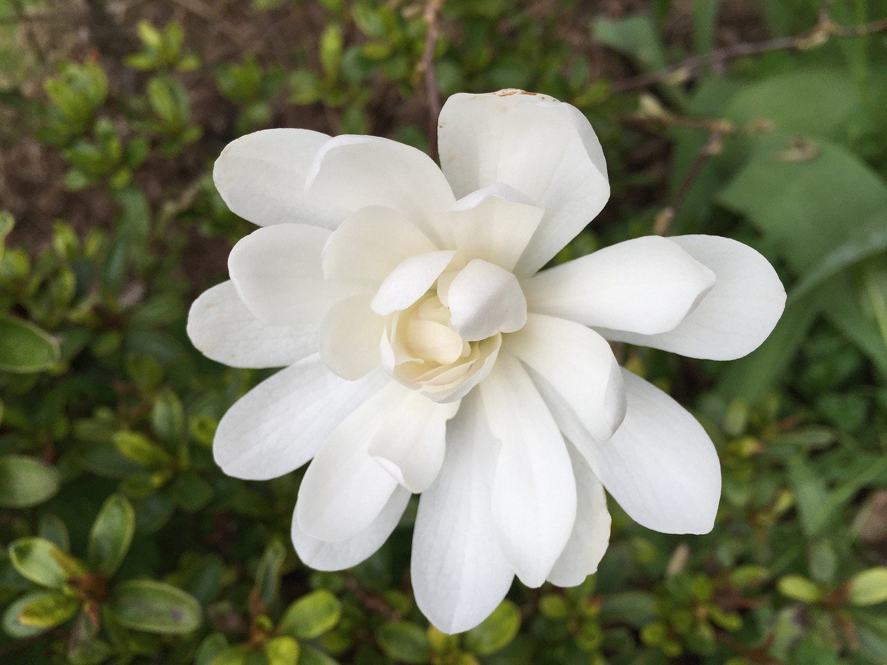 magnolia white flower free photo