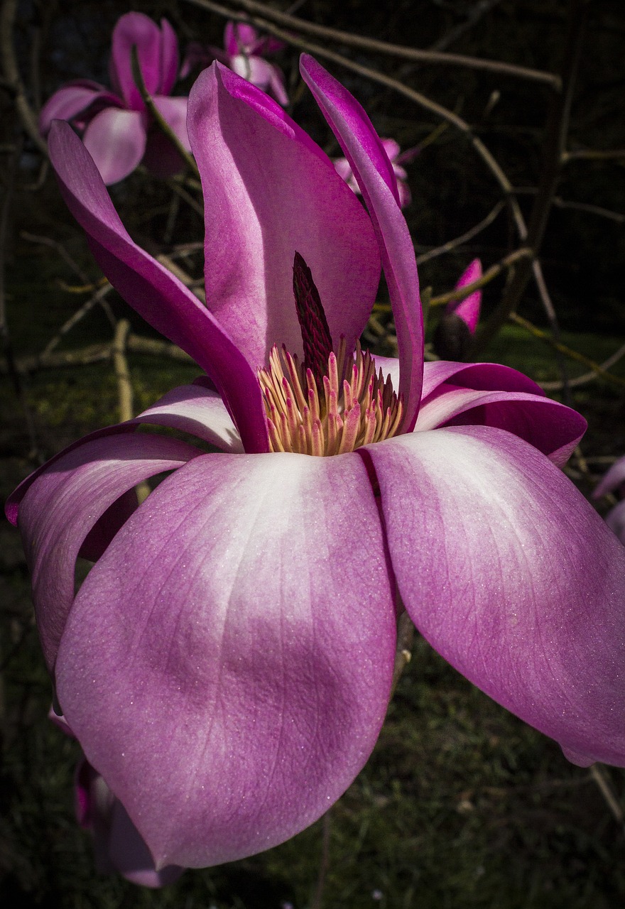 magnolia pink flower pink free photo