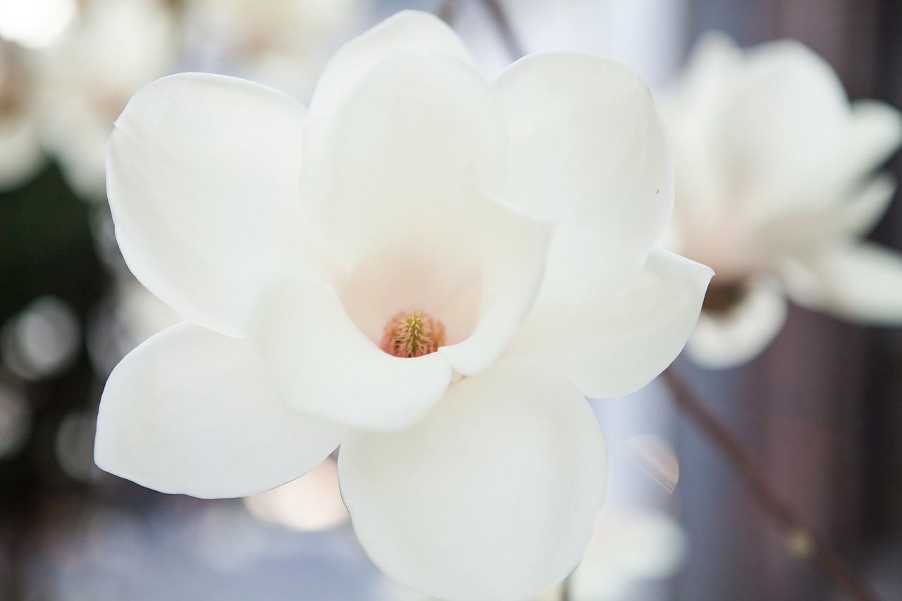 magnolia white magnolia flowers free photo