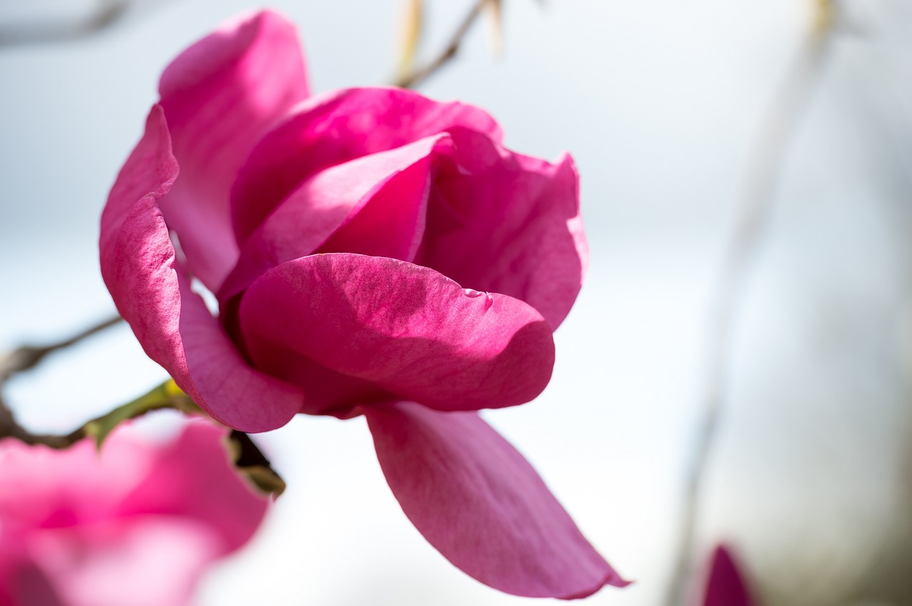 magnolia pink magenta free photo
