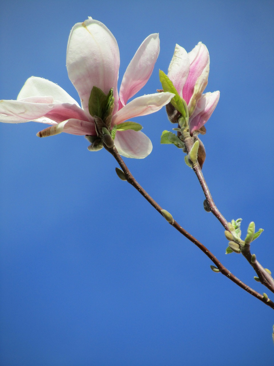 magnolia pink flowers free photo