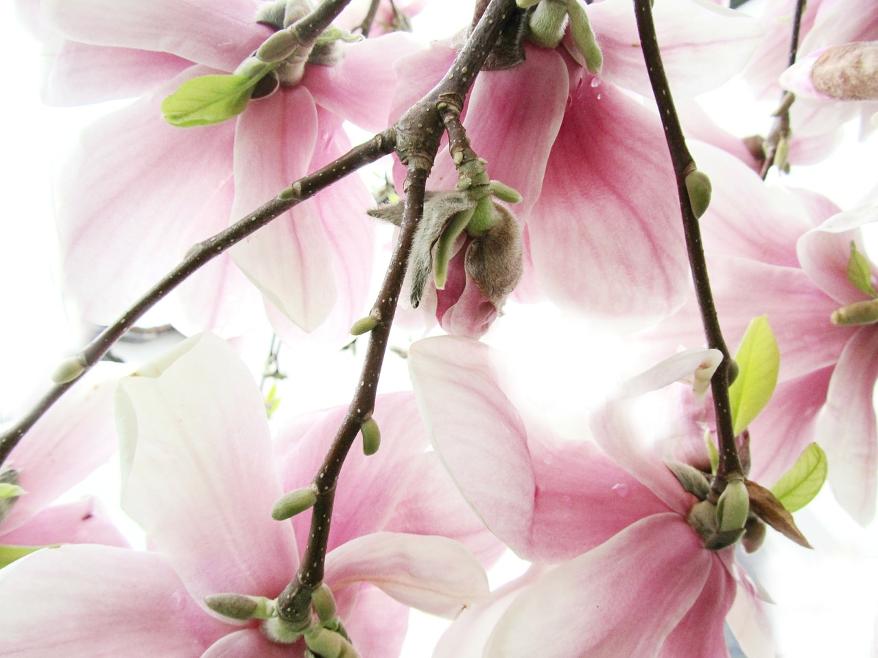 magnolia pink white free photo