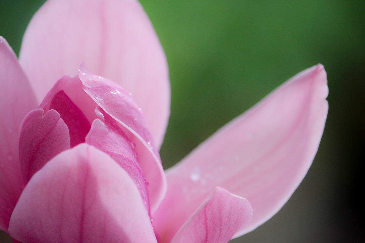 magnolia pink spring free photo