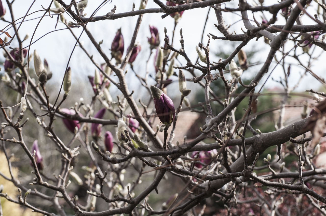 magnolia plants spring free photo