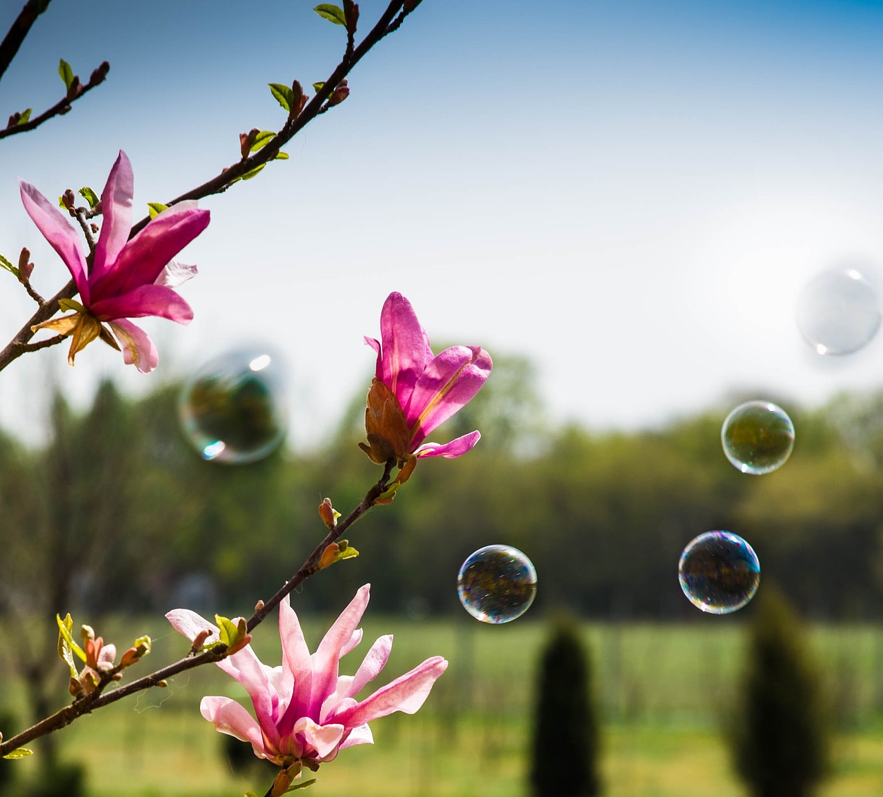 magnolia bubbles spring free photo