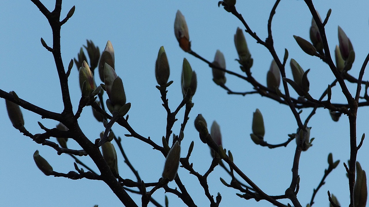 magnolia spring blossom free photo