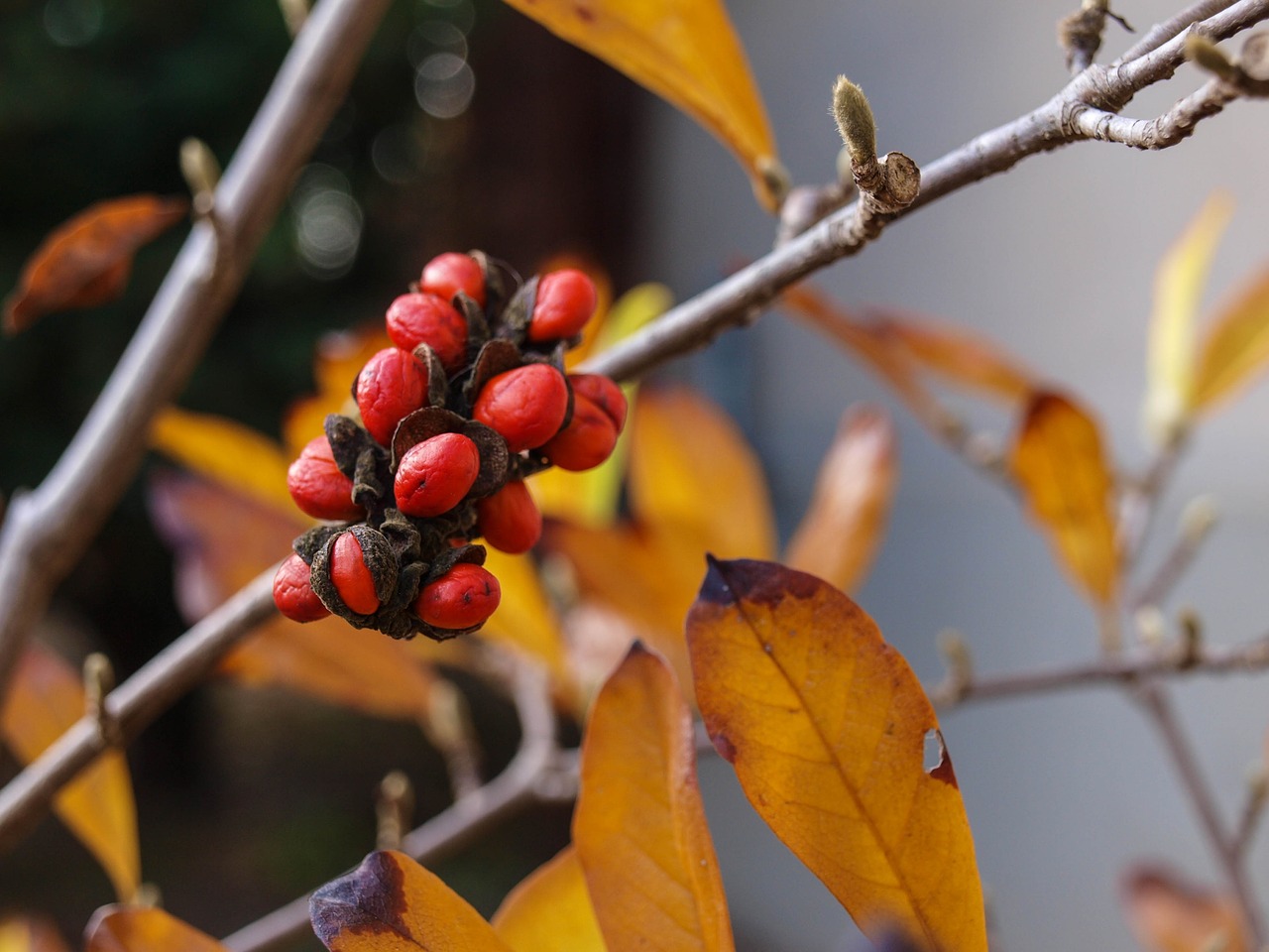 magnolia seed plant free photo