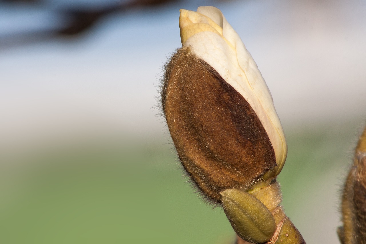 magnolia blossom bloom free photo