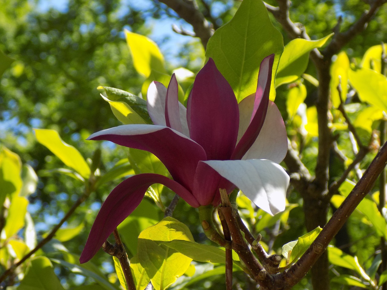 magnolia botanical garden spring free photo