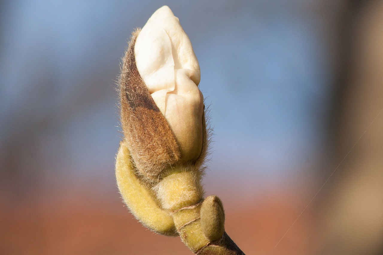 magnolia blossom bloom free photo