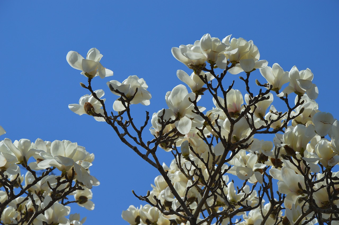 magnolia flowers white free photo