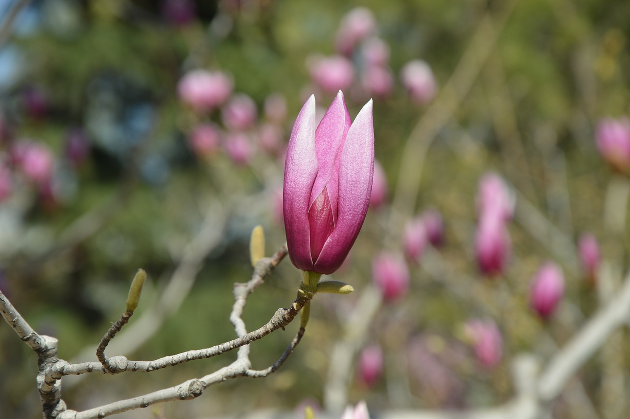 magnolia flowers purple free photo