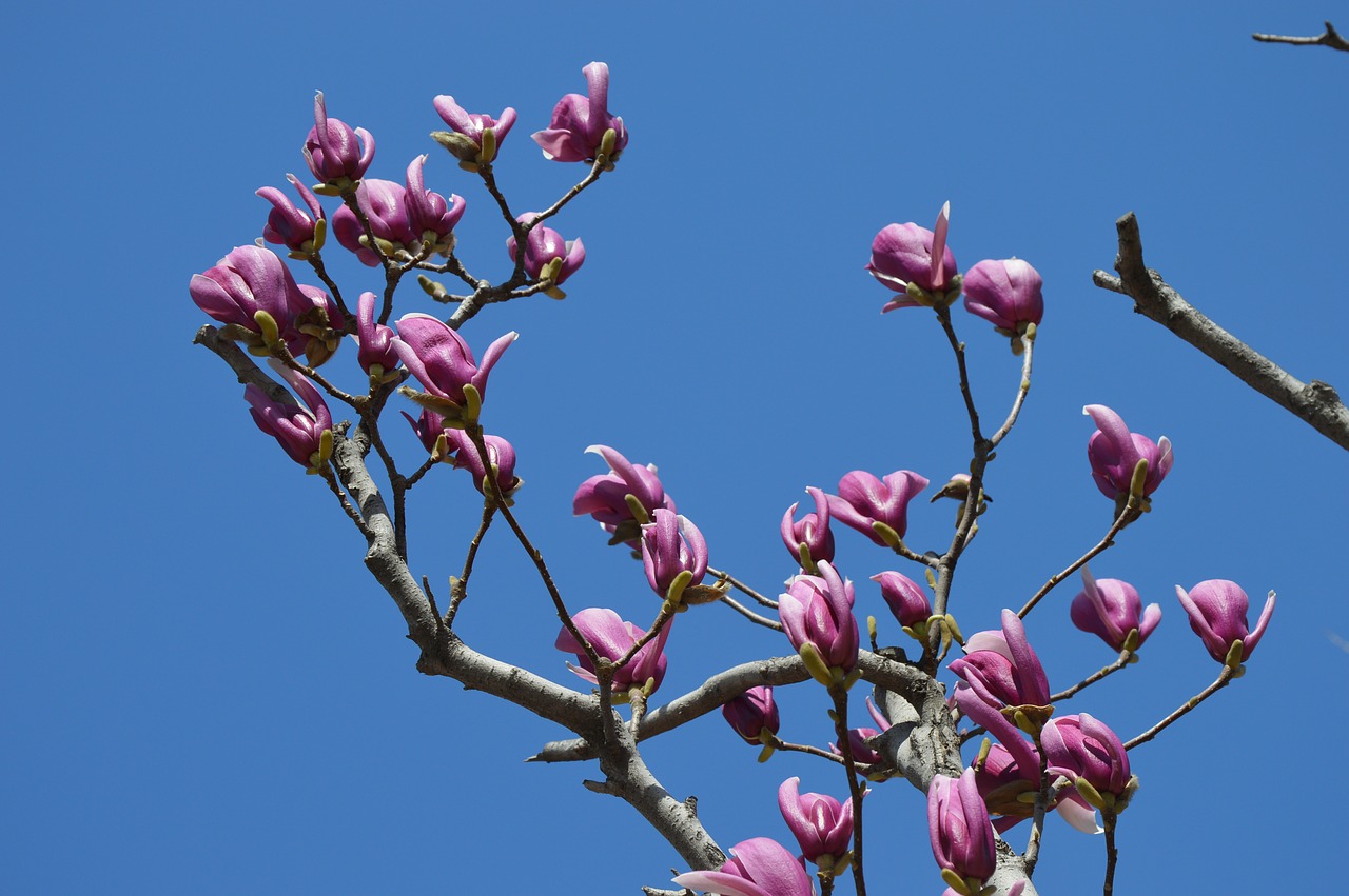 magnolia flowers purple free photo