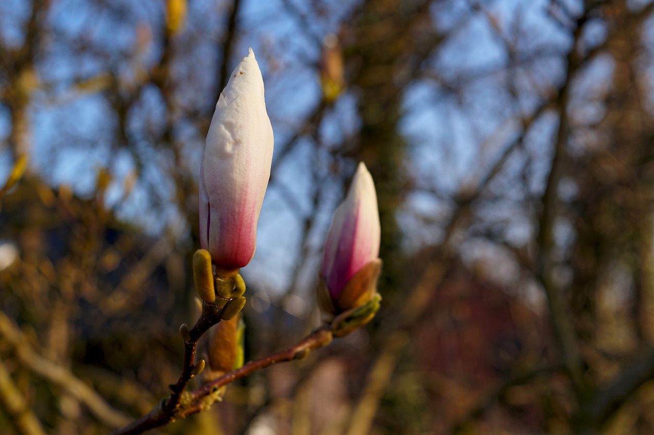 magnolia magnolia stellata ornamental free photo