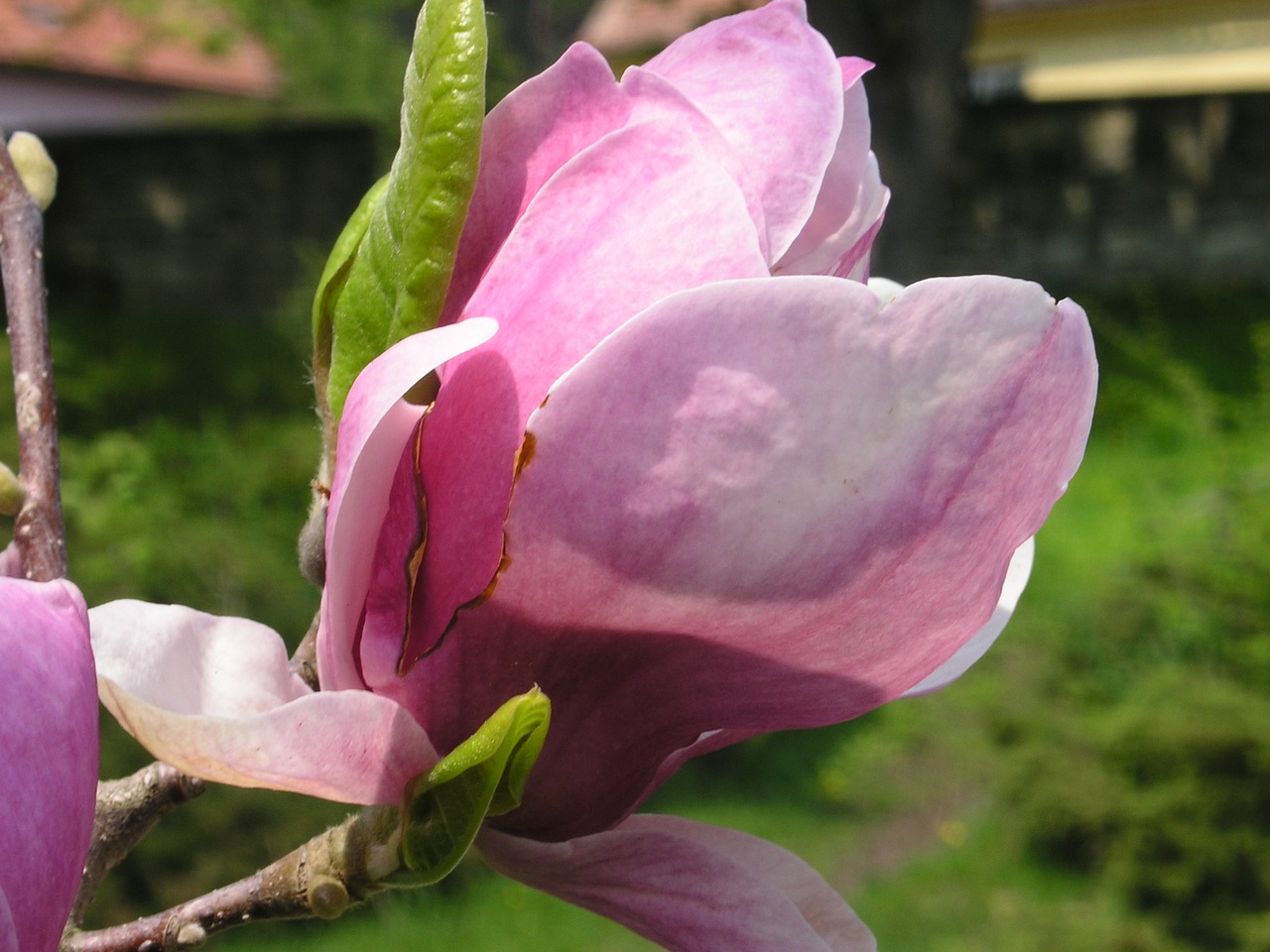 magnolia spring flowers free photo