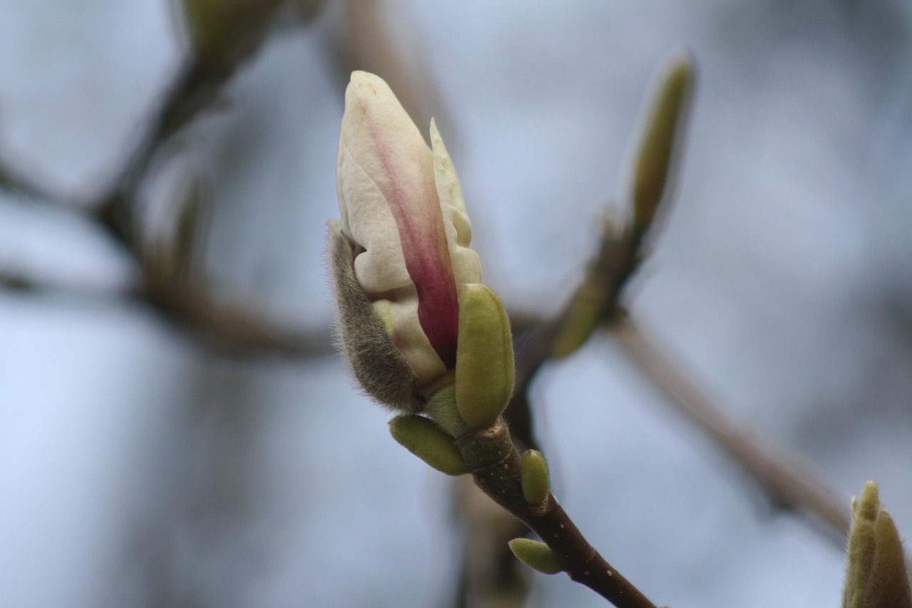 magnolia blossom bloom free photo