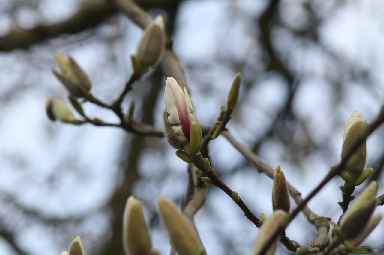 magnolia blossom bloom free photo