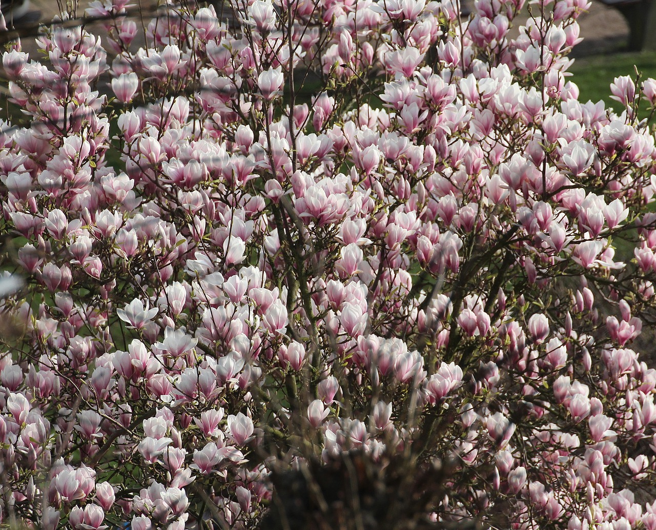 magnolia tulip tree spring free photo