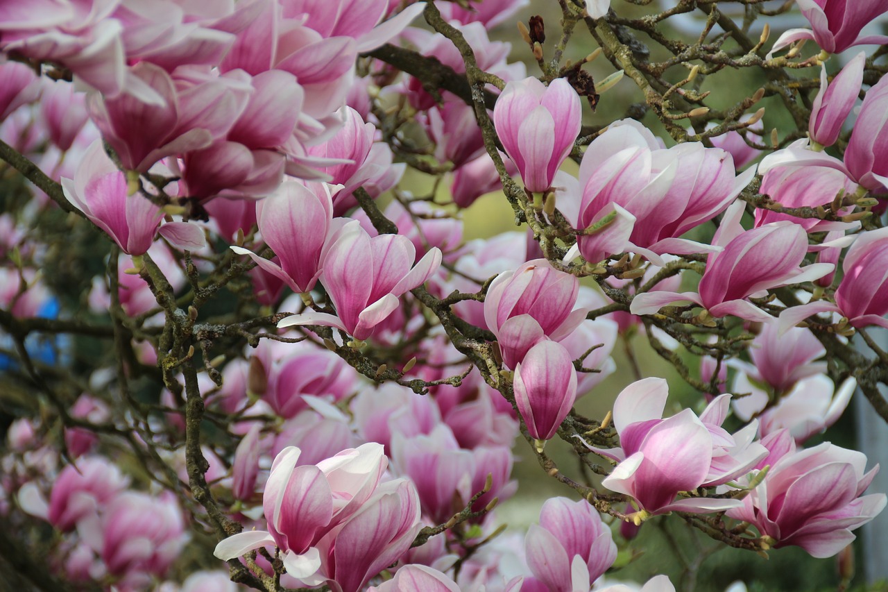 magnolia blossom bloom free photo