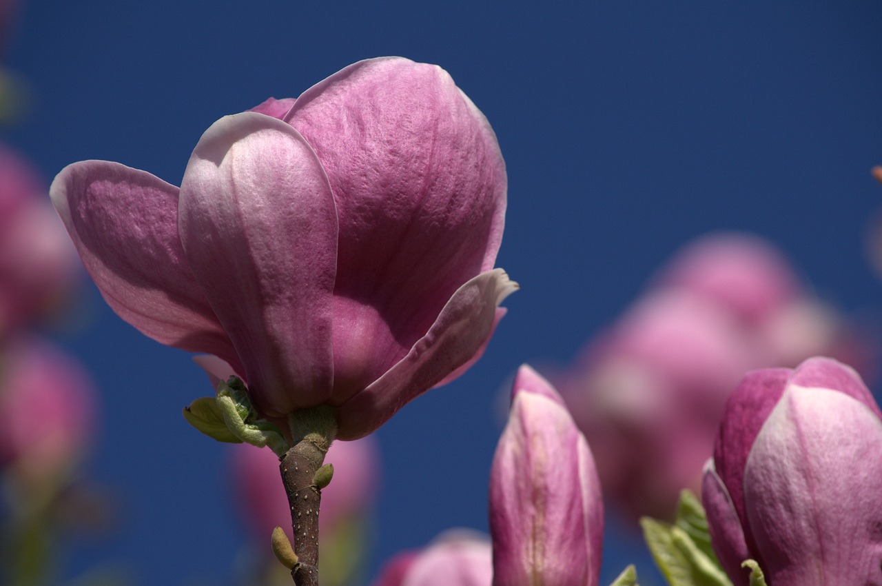 magnolia flower pink free photo