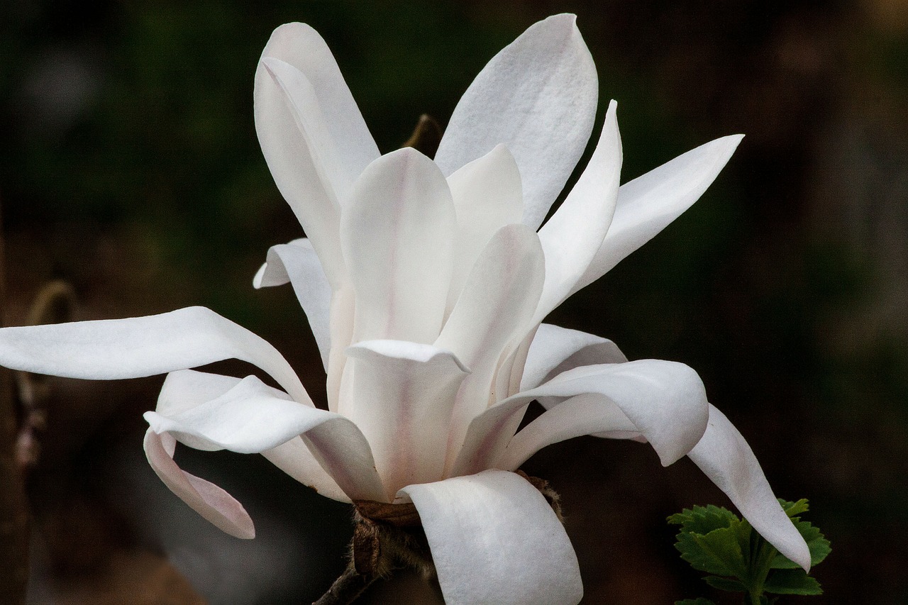 magnolia blossom bloom free photo