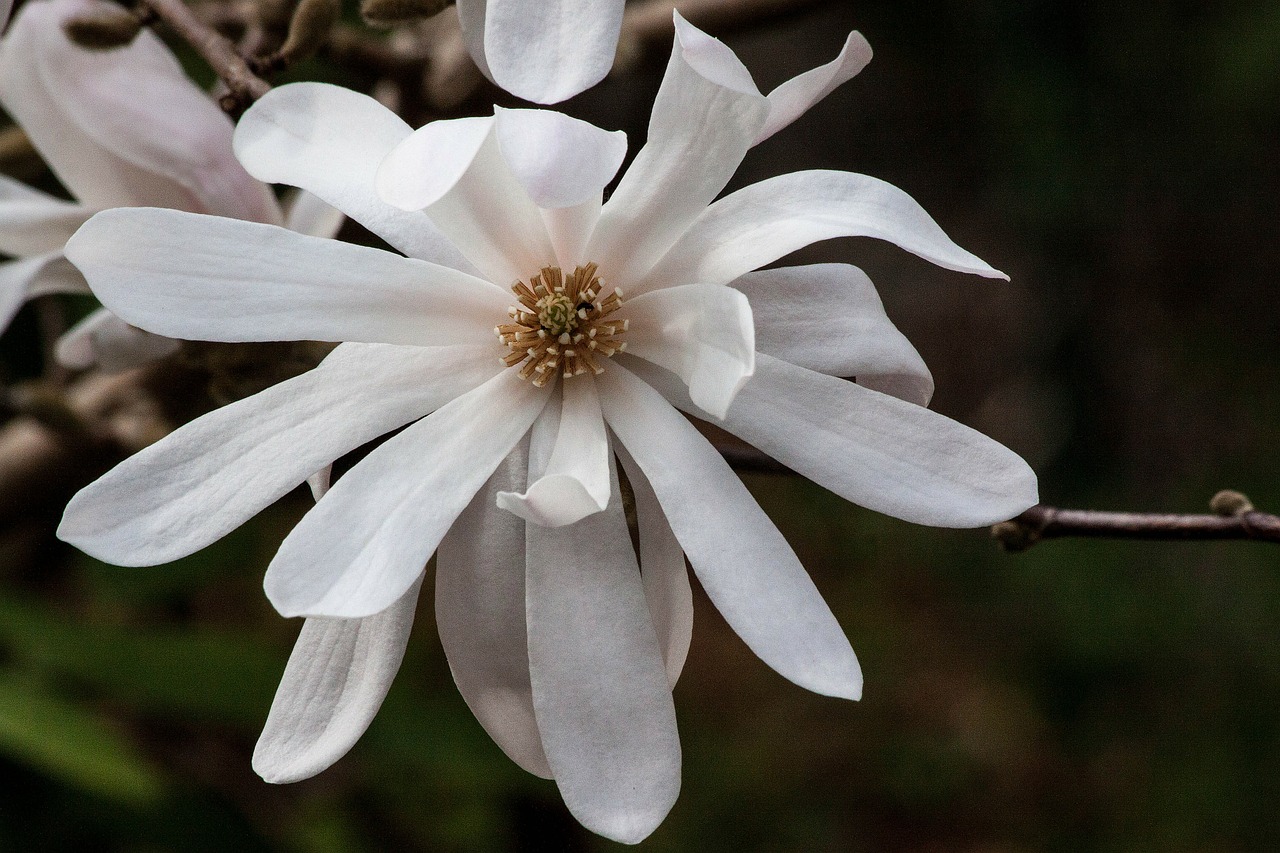 magnolia blossom bloom free photo