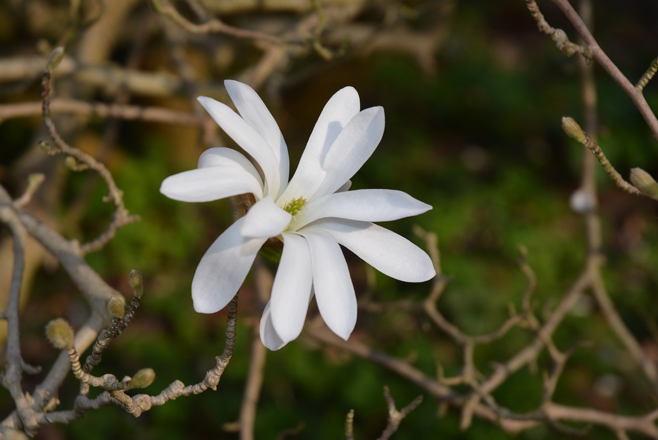 magnolia white star magnolia free photo