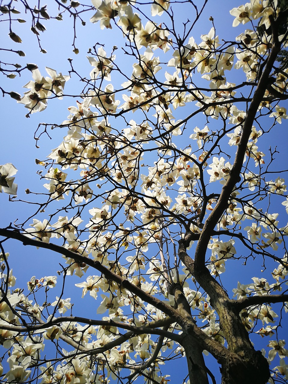 magnolia tree branch free photo