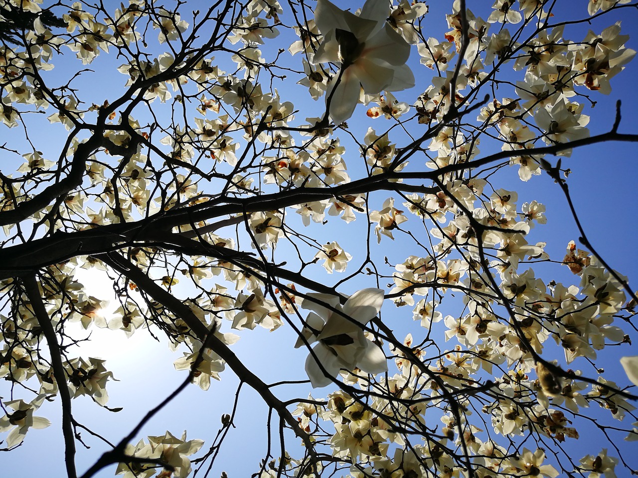 magnolia tree branch free photo