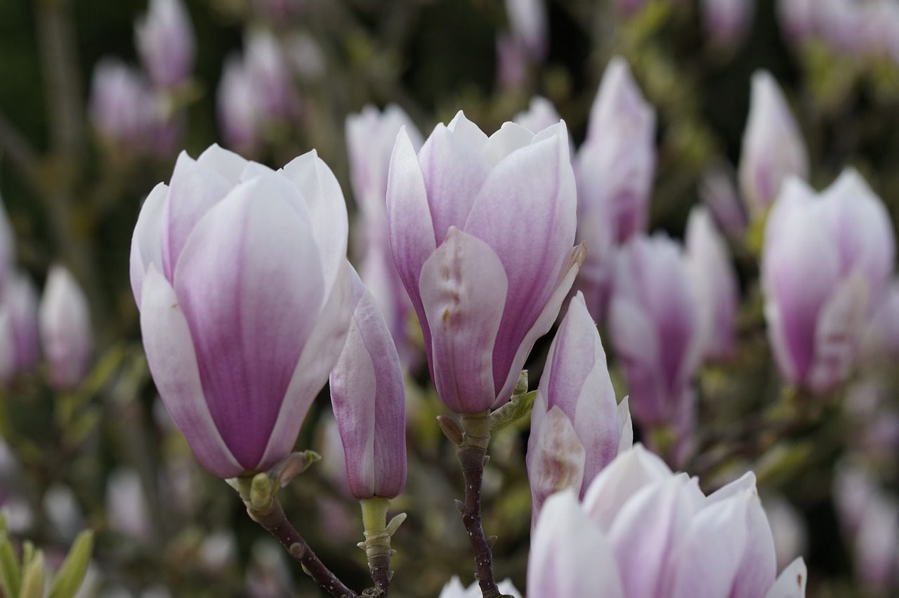 magnolia tender flowers free photo