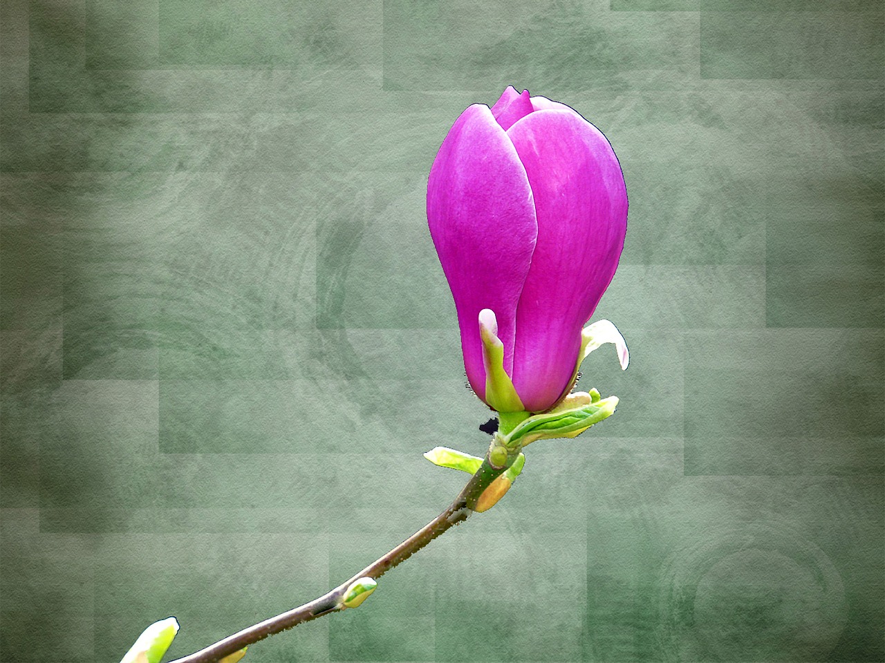 magnolia flower nature free photo