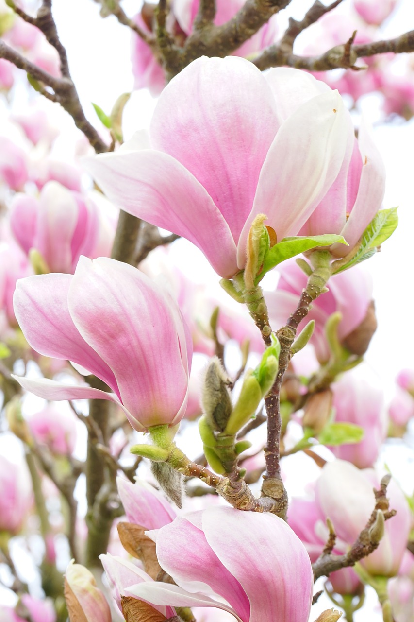 magnolia magnolia blossom flowers free photo