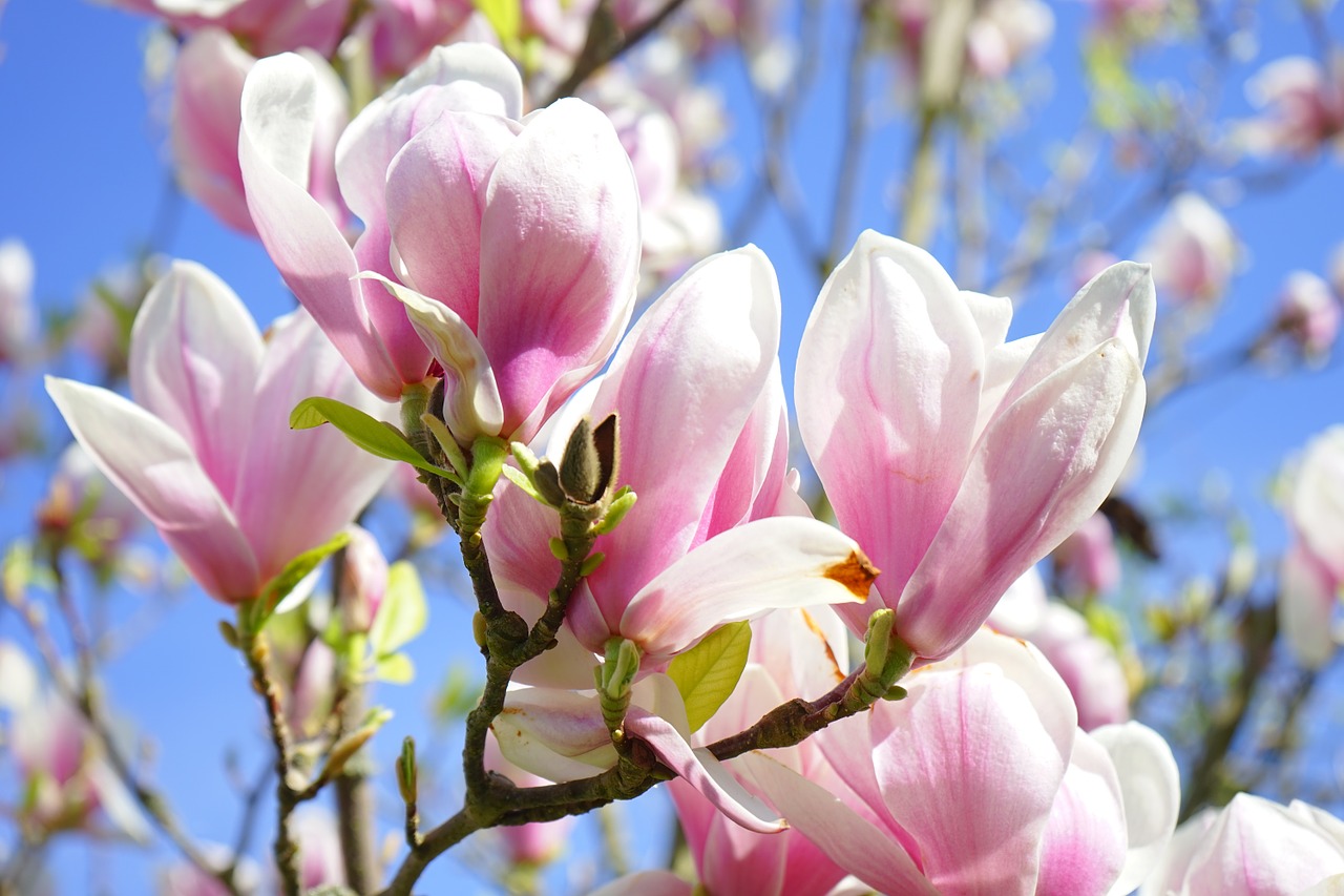 magnolia magnolia blossom flowers free photo