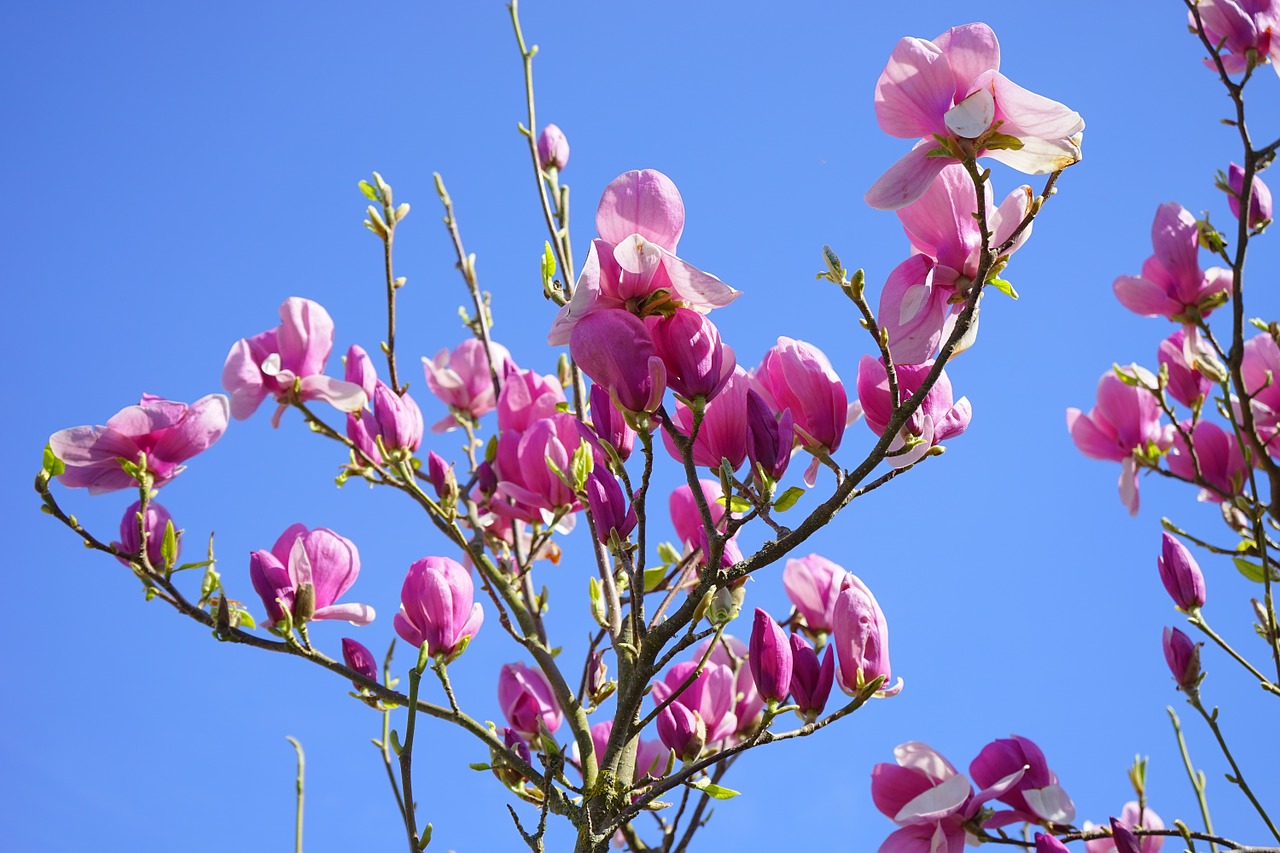 magnolia magnolia blossom blossom free photo