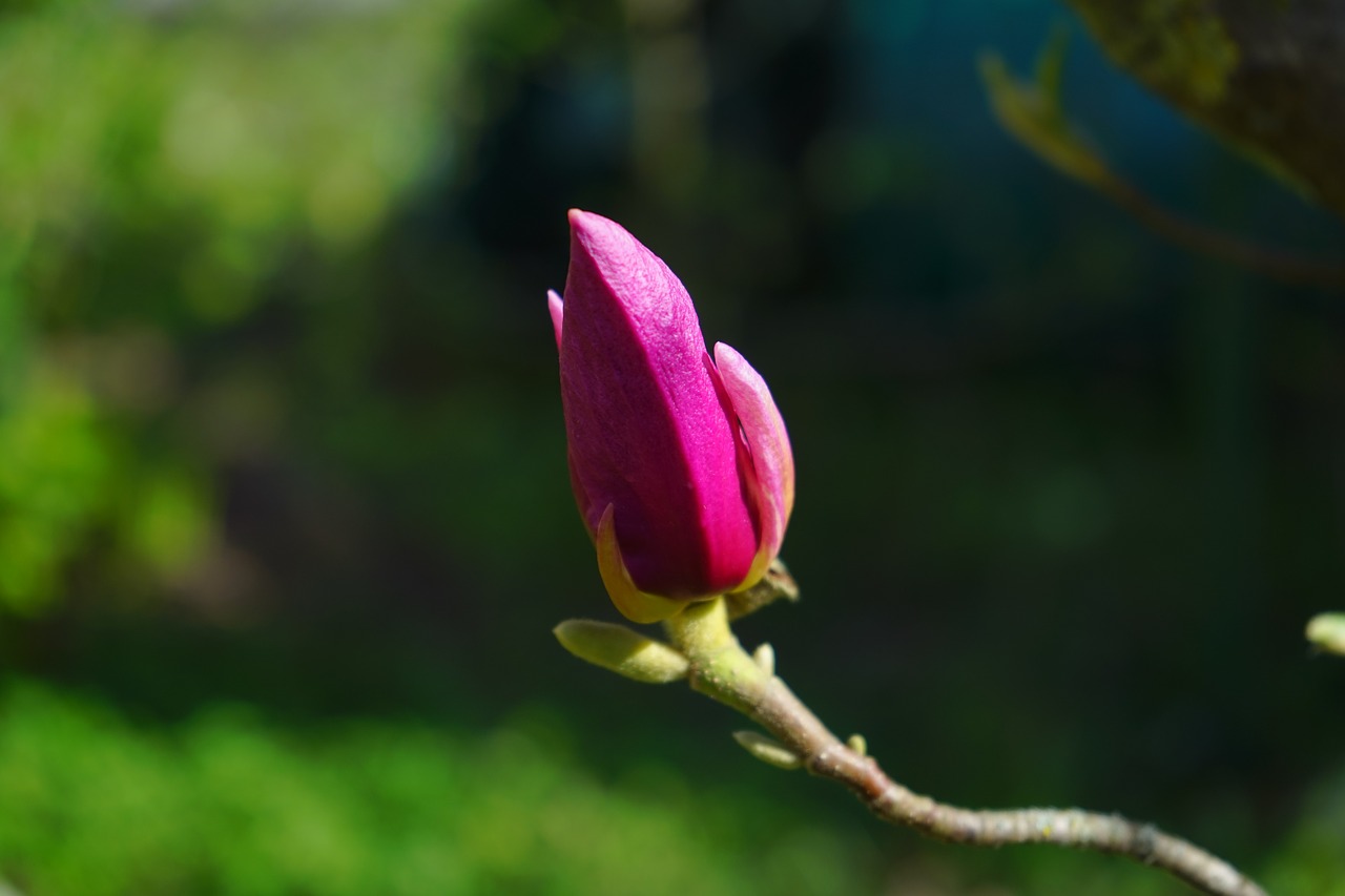 magnolia magnolia blossom blossom free photo