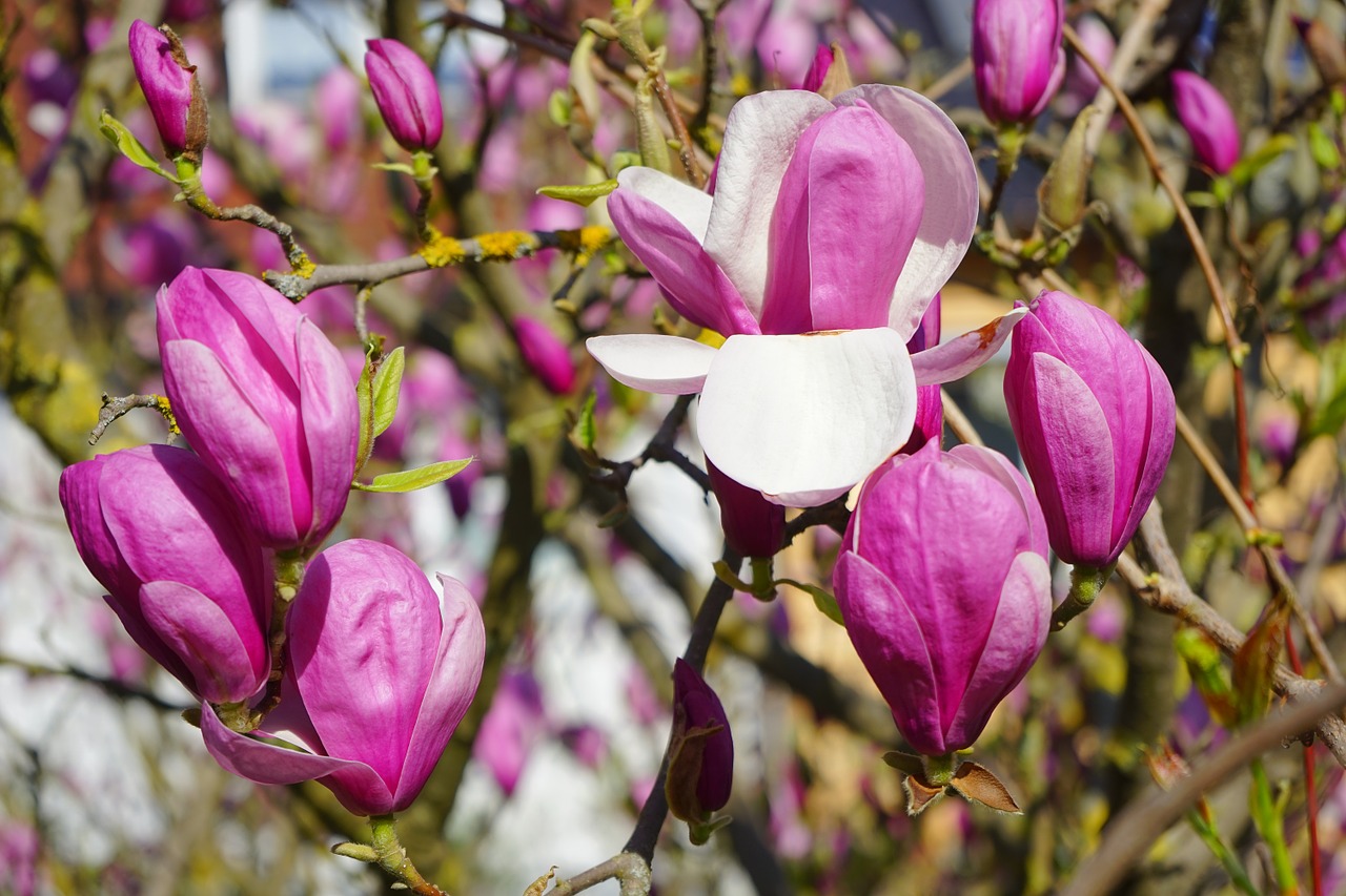 magnolia magnolia blossom blossom free photo