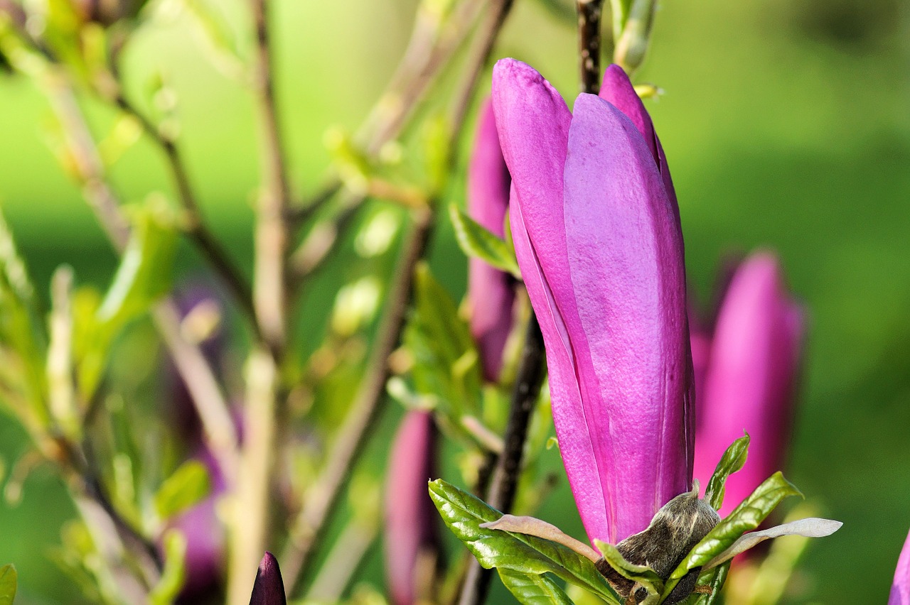 magnolia dark magnolia bush free photo