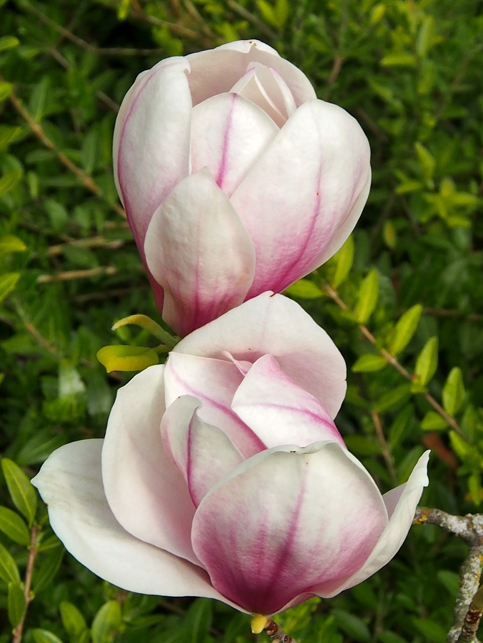 magnolia flower plant free photo
