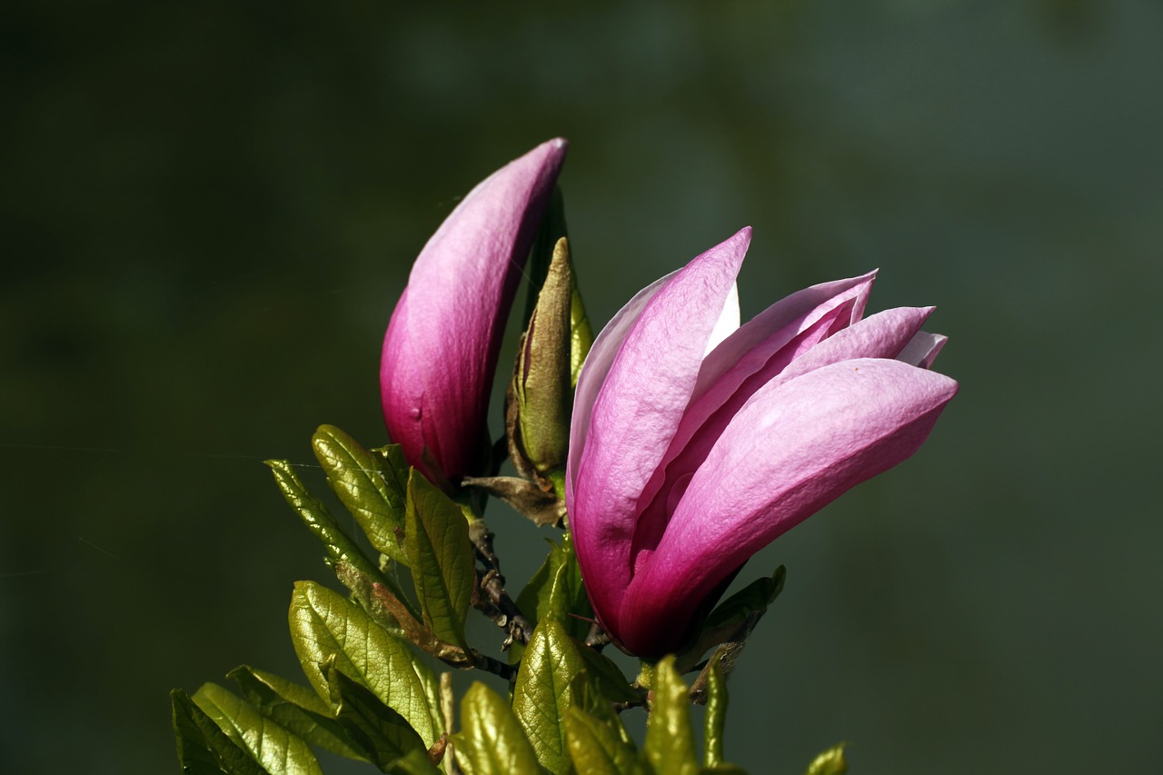 magnolia spring pink free photo