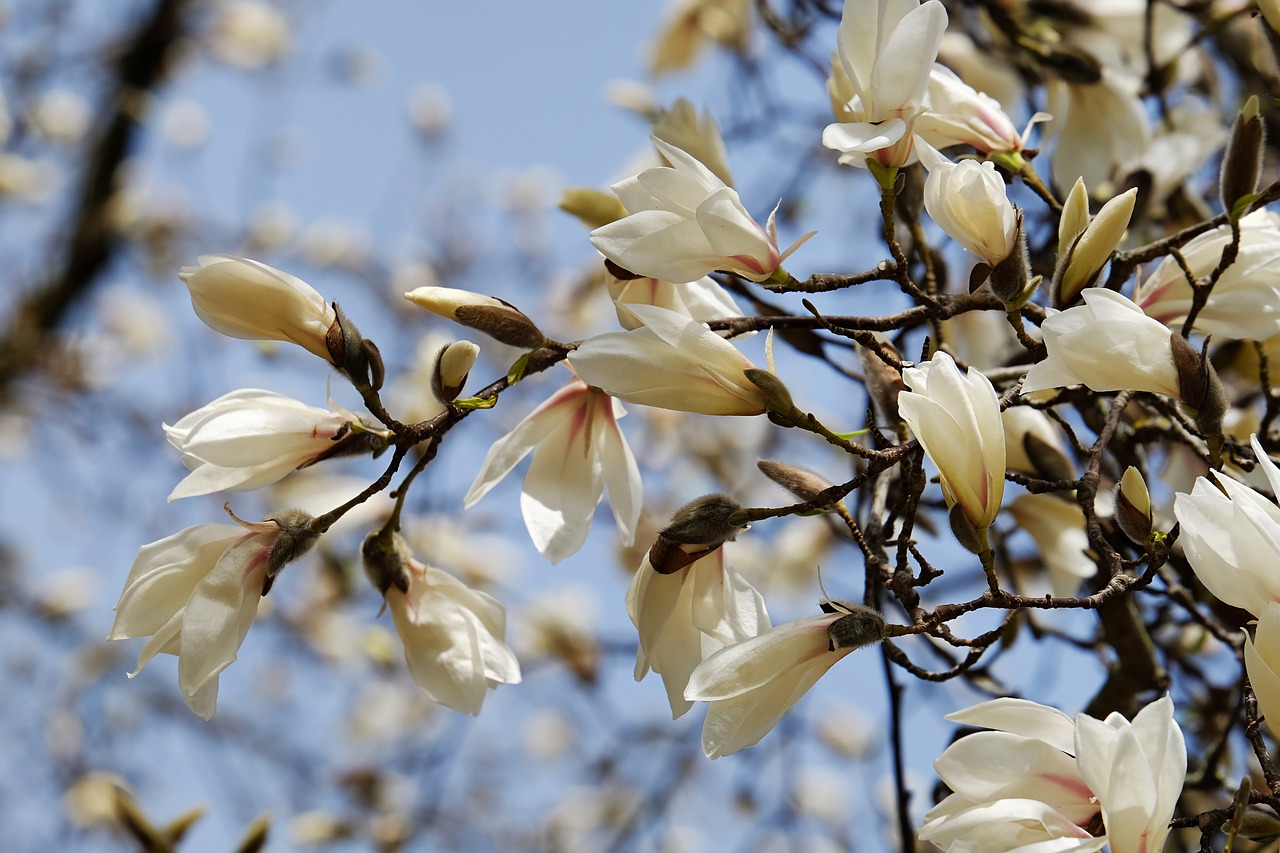 magnolia tree flourishing tree free photo