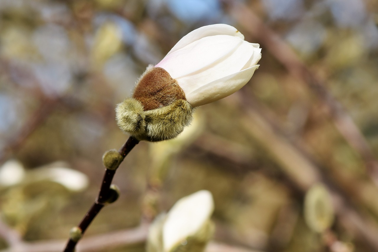 magnolia bud spring sunshine free photo