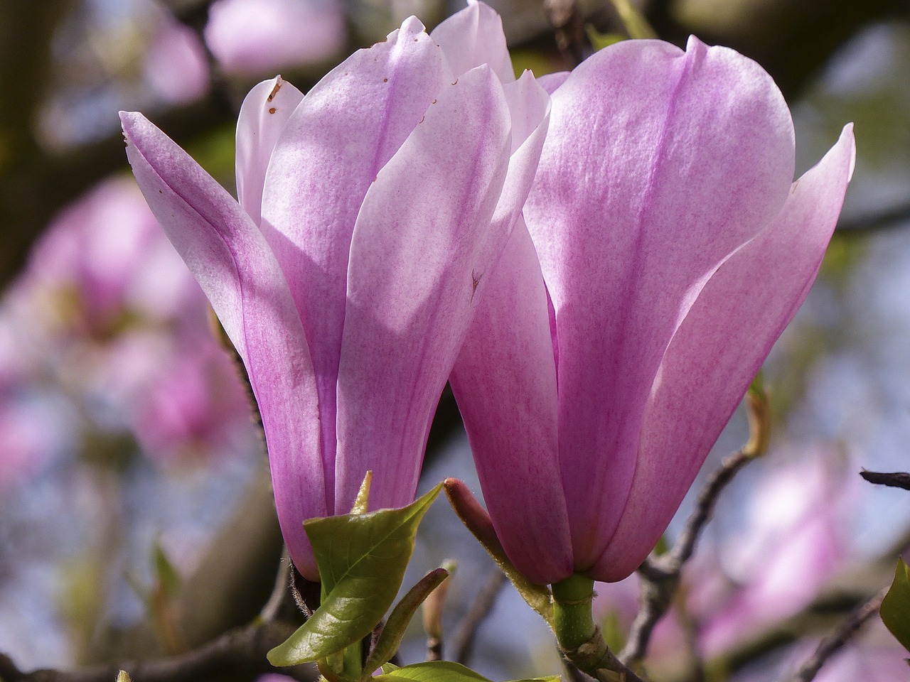 magnolia pink spring free photo