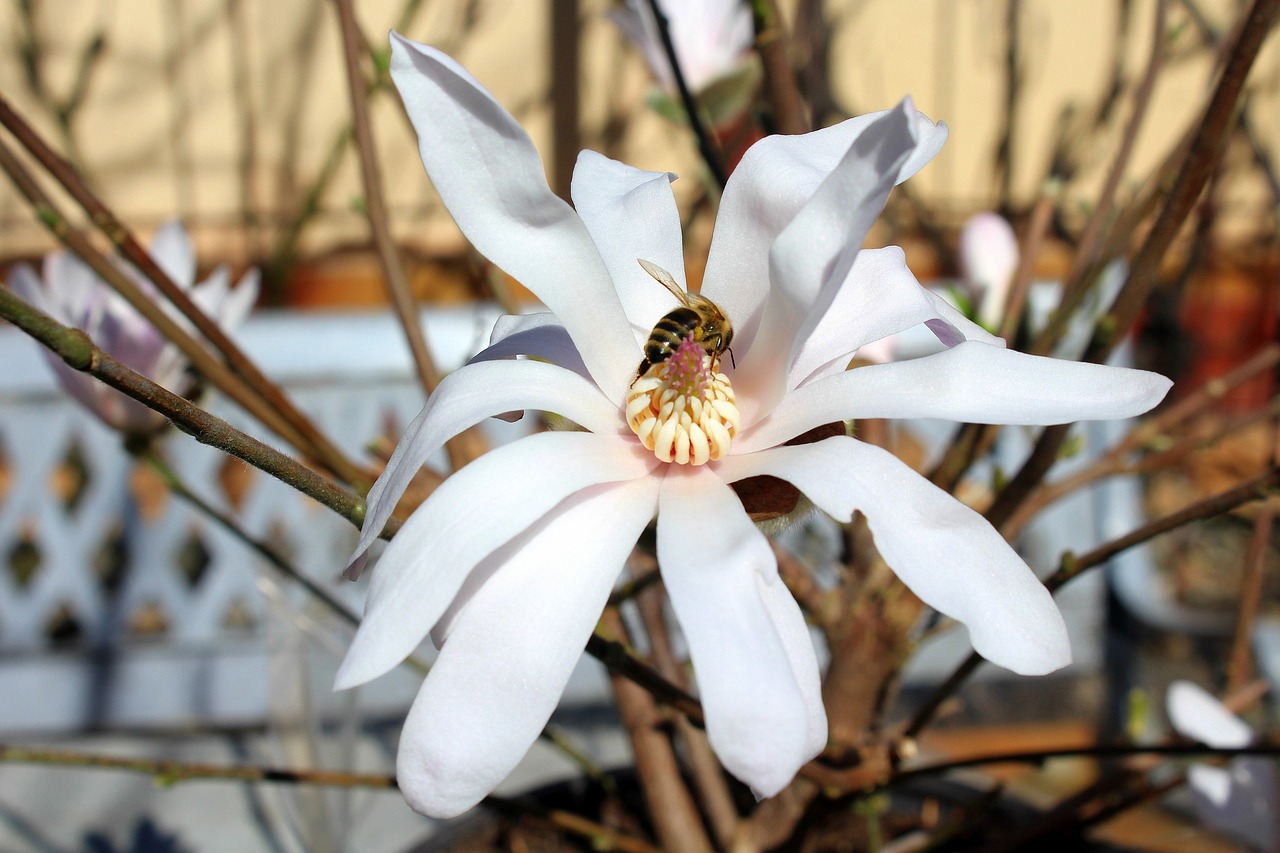 magnolia flower insect free photo