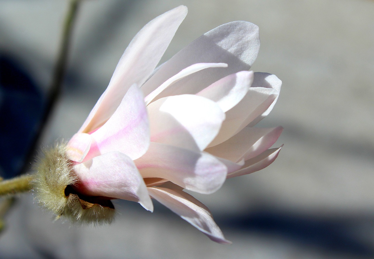 magnolia flower white flower free photo