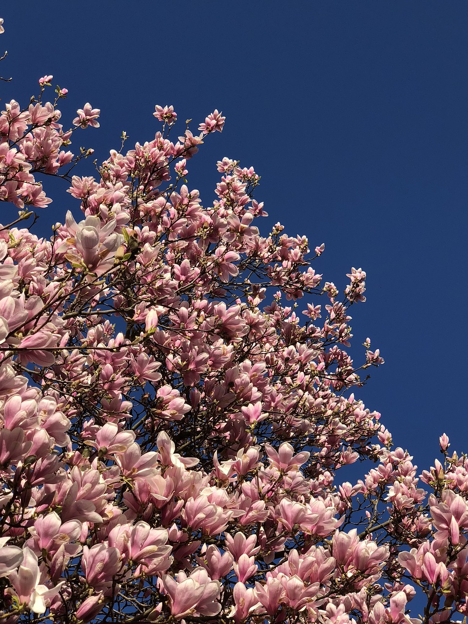 magnolia flower nature free photo