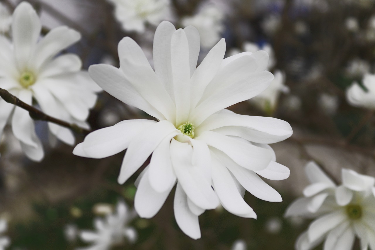 magnolia  blossom  bloom free photo