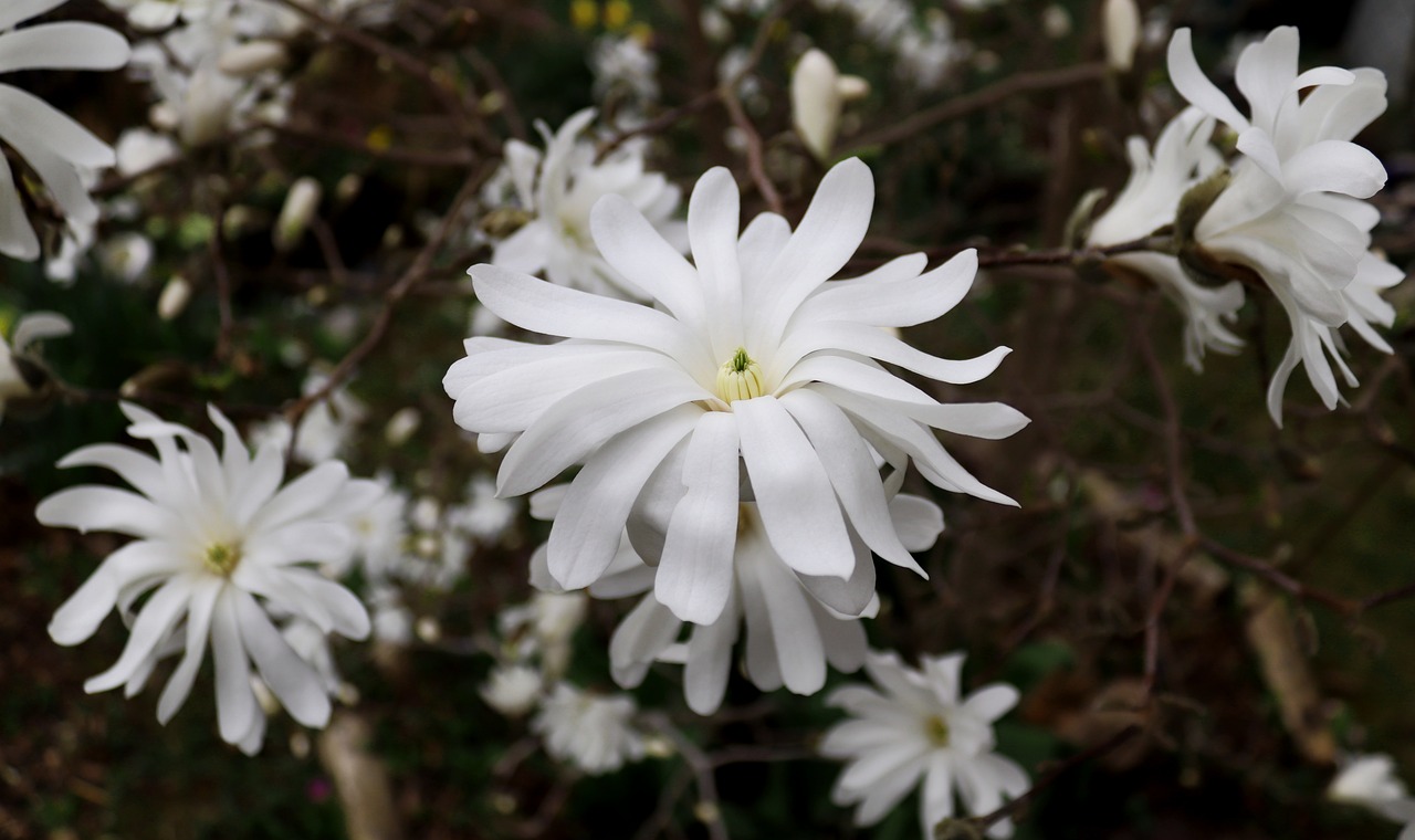 magnolia  blossom  bloom free photo